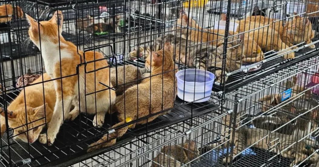 Vietnam Police Arrest 12 in Alleged Cat-Stealing Ring Linked to Illegal Meat Trade Vietnam Police Arrest 12 in Alleged Cat-Stealing Ring Linked to Illegal Meat Trade