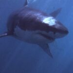 Fatal Shark Attack Claims Life of Swimmer at South Africa’s Orient Beach