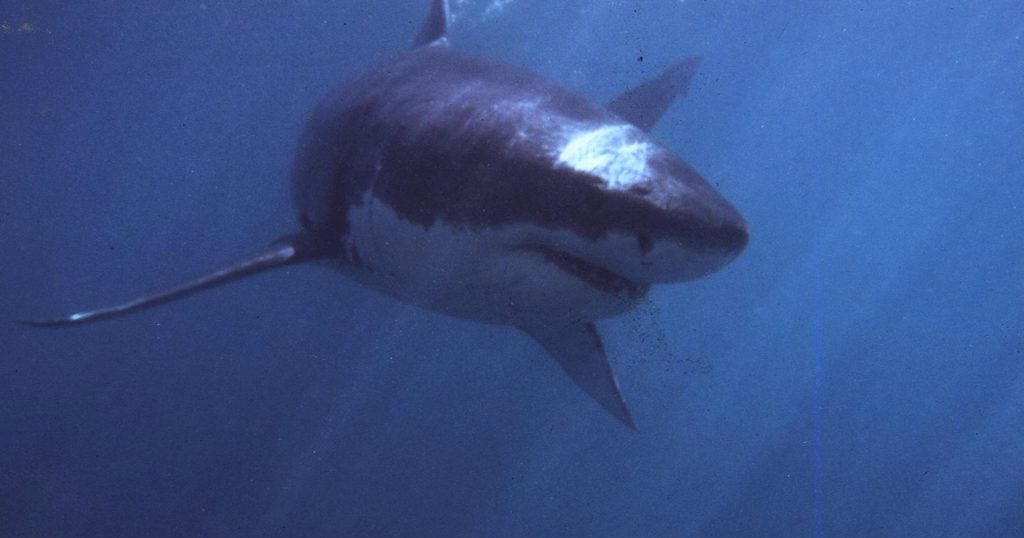 Fatal Shark Attack Claims Life of Swimmer at South Africa’s Orient Beach Fatal Shark Attack Claims Life of Swimmer at South Africa’s Orient Beach