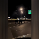 Dozens of Cattle Perish After Semi-Truck Plunges From Kansas City Overpass Dozens of Cattle Perish After Semi-Truck Plunges From Kansas City Overpass
