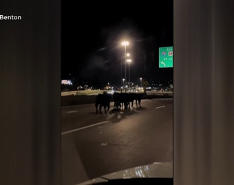 Dozens of Cattle Perish After Semi-Truck Plunges From Kansas City Overpass