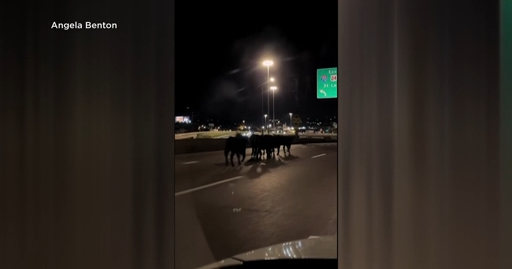 Dozens of Cattle Perish After Semi-Truck Plunges From Kansas City Overpass