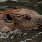 Beavers Take on Flooding in West London