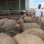 West Bank Settlers Use Livestock as Strategic Tool to Displace Palestinian Residents West Bank Settlers Use Livestock as Strategic Tool to Displace Palestinian Residents