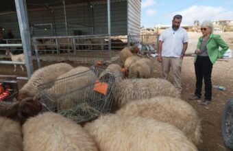 West Bank Settlers Use Livestock as Strategic Tool to Displace Palestinian Residents West Bank Settlers Use Livestock as Strategic Tool to Displace Palestinian Residents