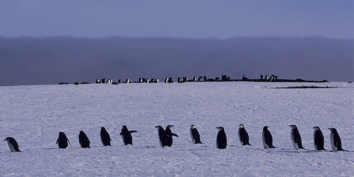 Iconic Penguin Colony Faces ‘Population Collapse’ as Climate Change Disrupts Ecosystem
