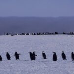 Iconic Penguin Colony Faces ‘Population Collapse’ as Climate Change Disrupts Ecosystem Iconic Penguin Colony Faces ‘Population Collapse’ as Climate Change Disrupts Ecosystem