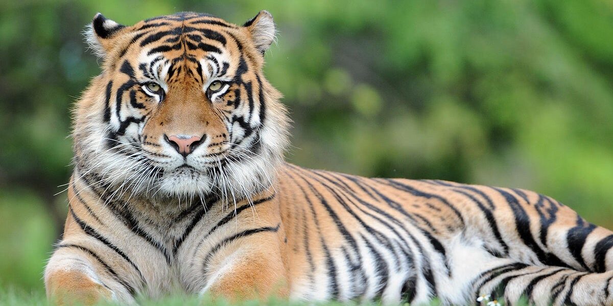 Man Seriously Injured After Entering Tiger Enclosure at UK Wildlife Park Man Seriously Injured After Entering Tiger Enclosure at UK Wildlife Park