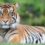 Man Seriously Injured After Entering Tiger Enclosure at UK Wildlife Park