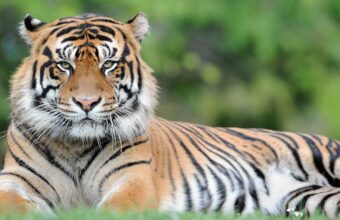 Man Seriously Injured After Entering Tiger Enclosure at UK Wildlife Park