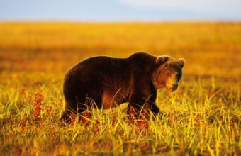 Bear Attack Claims Life in Mongolia as Wildlife Encounters Surge Across Asia