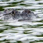 Florida Fisherman Killed in Fatal Alligator Attack at Winter Garden Pond Florida Fisherman Killed in Fatal Alligator Attack at Winter Garden Pond