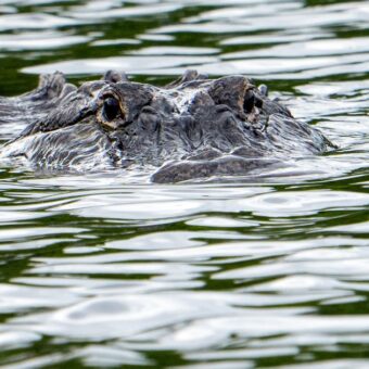 Florida Fisherman Killed in Fatal Alligator Attack at Winter Garden Pond Florida Fisherman Killed in Fatal Alligator Attack at Winter Garden Pond