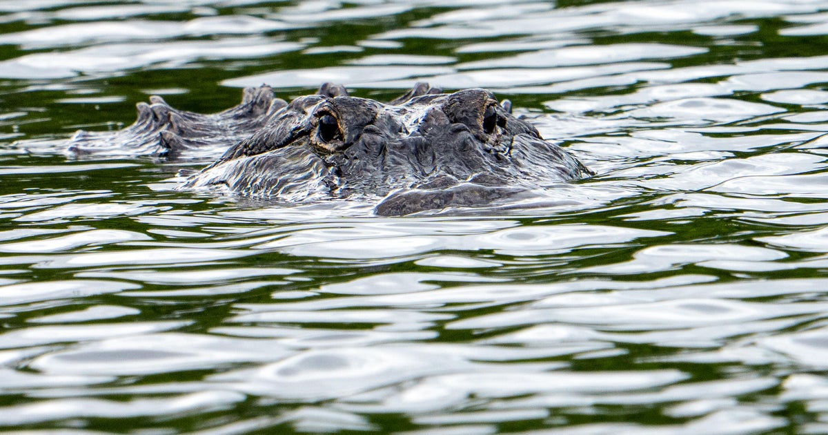 Florida Fisherman Killed in Fatal Alligator Attack at Winter Garden Pond Florida Fisherman Killed in Fatal Alligator Attack at Winter Garden Pond