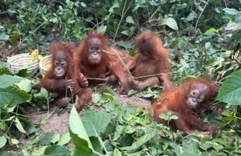 Five Baby Orangutans Found Abandoned in India’s Forests: A Global Wildlife Crisis Unfolds