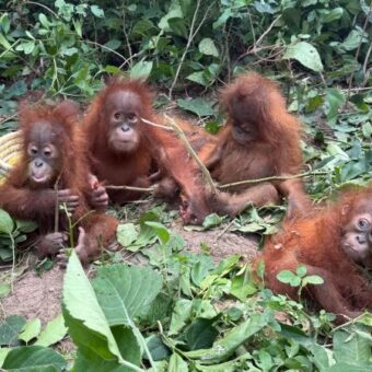 Five Baby Orangutans Found Abandoned in India’s Forests: A Global Wildlife Crisis Unfolds