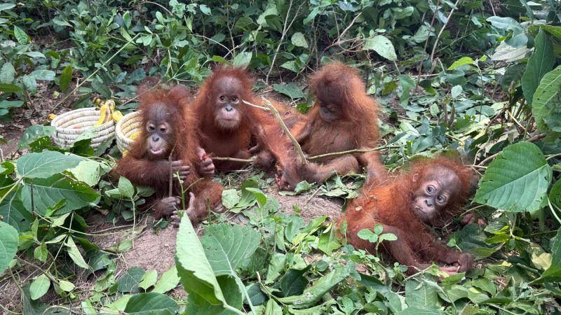 Five Baby Orangutans Found Abandoned in India’s Forests: A Global Wildlife Crisis Unfolds Five Baby Orangutans Found Abandoned in India’s Forests: A Global Wildlife Crisis Unfolds