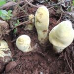 Meet D. rex: The Massive New Fungus Species Crowned King of the Forest