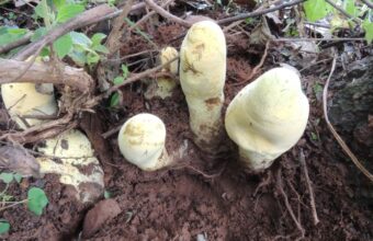 Meet D. rex: The Massive New Fungus Species Crowned King of the Forest