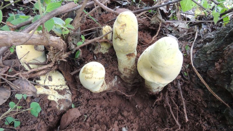 Meet D. rex: The Massive New Fungus Species Crowned King of the Forest