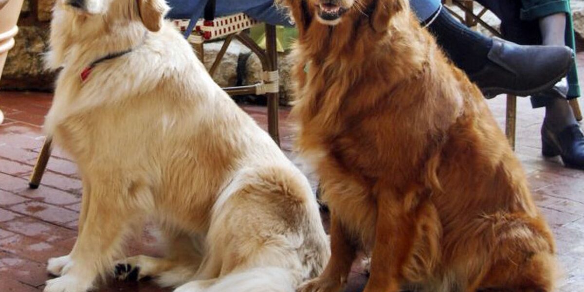 Therapy Dogs Bring Calm and Joy to Colorado High School After Shooting