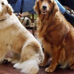 Therapy Dogs Bring Calm and Joy to Colorado High School After Shooting