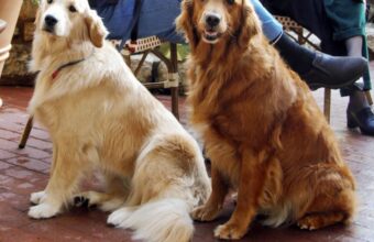 Therapy Dogs Bring Calm and Joy to Colorado High School After Shooting