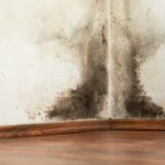 Expert Tips: How to Prevent and Remove Household Mould This Autumn Expert Tips: How to Prevent and Remove Household Mould This Autumn