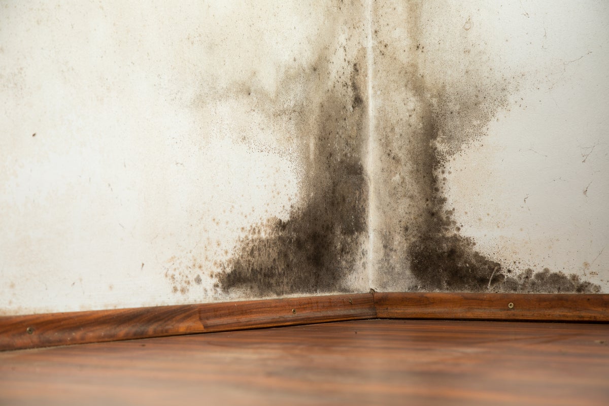 Expert Tips: How to Prevent and Remove Household Mould This Autumn Expert Tips: How to Prevent and Remove Household Mould This Autumn