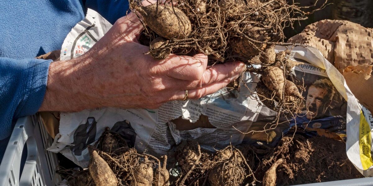 How to Safely Store Summer-Flowering Bulbs for Winter How to Safely Store Summer-Flowering Bulbs for Winter