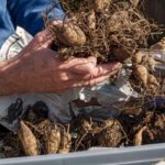 How to Safely Store Summer-Flowering Bulbs for Winter
