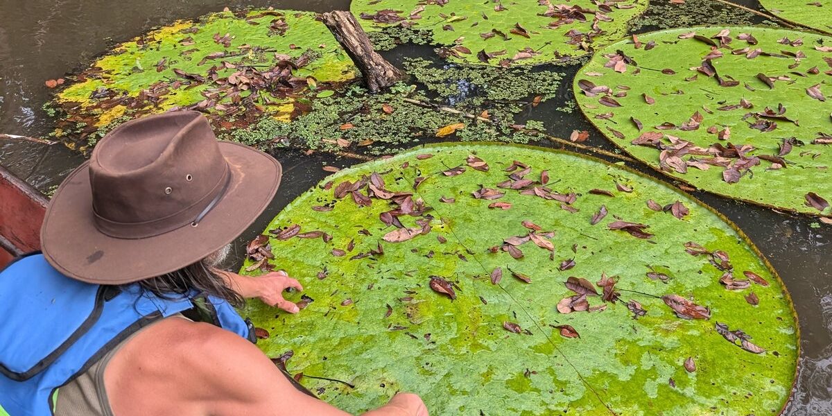 Botanist Identifies New Giant Waterlily Species via Instagram Post Botanist Identifies New Giant Waterlily Species via Instagram Post