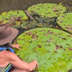 Botanist Identifies New Giant Waterlily Species via Instagram Post