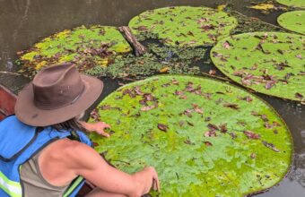 Botanist Identifies New Giant Waterlily Species via Instagram Post Botanist Identifies New Giant Waterlily Species via Instagram Post