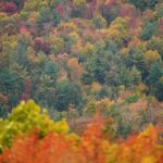 New England Foliage Hits Elite Status as Experts Track Nationwide Autumn Colors