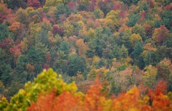 New England Foliage Hits Elite Status as Experts Track Nationwide Autumn Colors