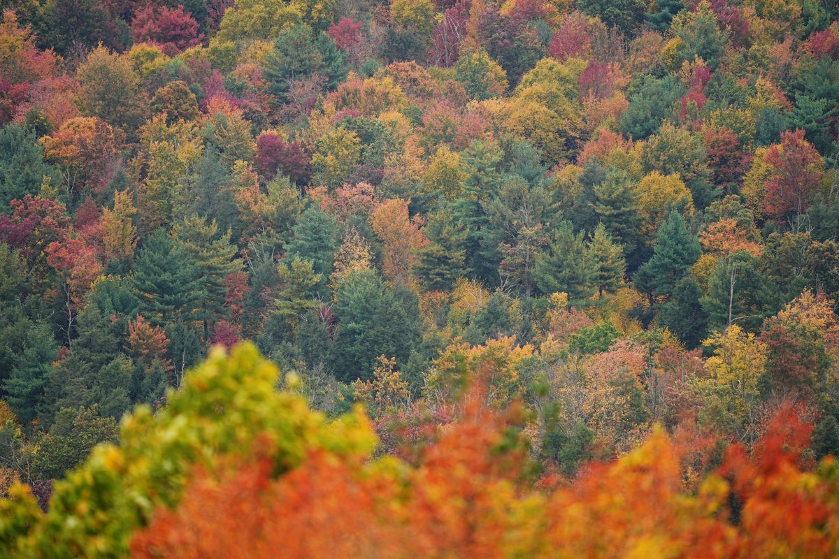 New England Foliage Hits Elite Status as Experts Track Nationwide Autumn Colors New England Foliage Hits Elite Status as Experts Track Nationwide Autumn Colors