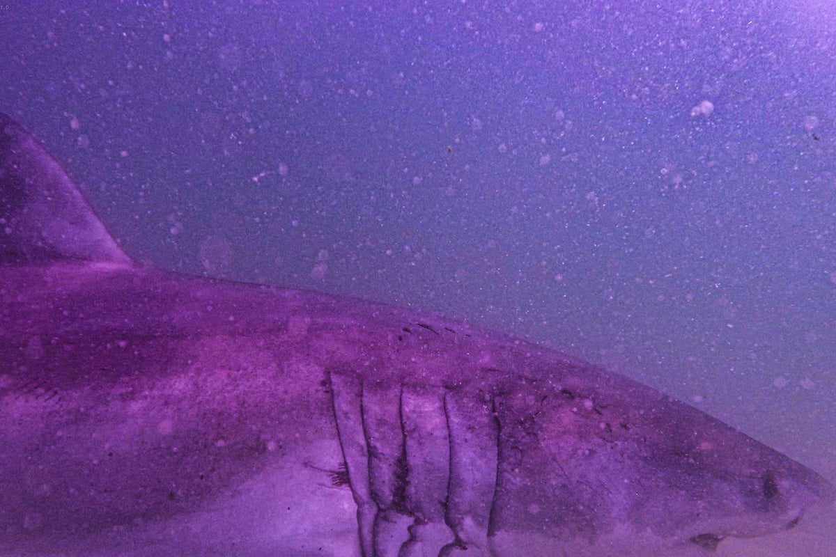 YouTuber LISHARKMAN Faces Criminal Charges Over Great White Shark Capture on Cape Cod YouTuber LISHARKMAN Faces Criminal Charges Over Great White Shark Capture on Cape Cod