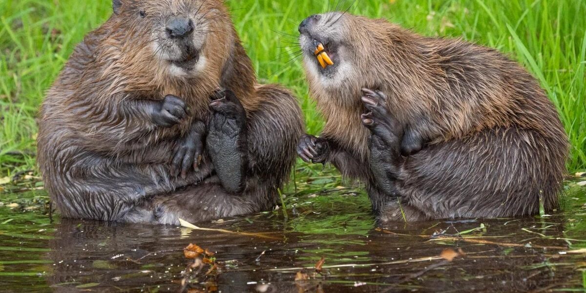 Record-Breaking Wildlife Photos Named Funniest of the Year — From ‘Sexy Mantis’ to ‘Angry Bird’ Record-Breaking Wildlife Photos Named Funniest of the Year — From ‘Sexy Mantis’ to ‘Angry Bird’