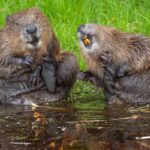 Record-Breaking Wildlife Photos Named Funniest of the Year — From ‘Sexy Mantis’ to ‘Angry Bird’