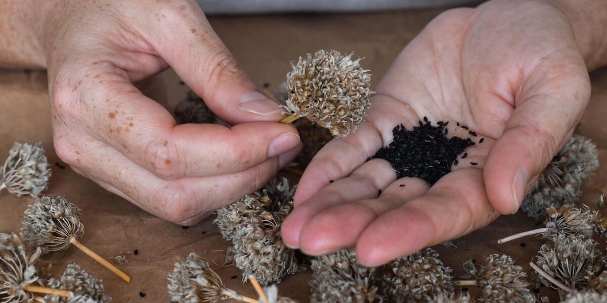 How to Collect Seeds for a Vibrant Garden