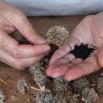 How to Collect Seeds for a Vibrant Garden
