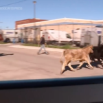 Cattle Stampede Follows Dramatic Overpass Truck Crash in Kansas City Cattle Stampede Follows Dramatic Overpass Truck Crash in Kansas City