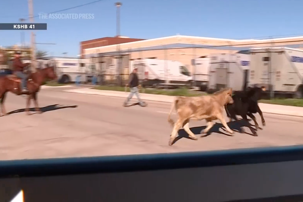 Cattle Stampede Follows Dramatic Overpass Truck Crash in Kansas City