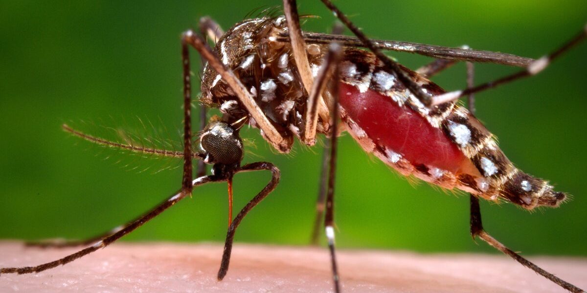Florida Faces Largest Dengue Outbreak in Decades, Spurring Emergency Measures Florida Faces Largest Dengue Outbreak in Decades, Spurring Emergency Measures