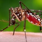 Florida Faces Largest Dengue Outbreak in Decades, Spurring Emergency Measures Florida Faces Largest Dengue Outbreak in Decades, Spurring Emergency Measures