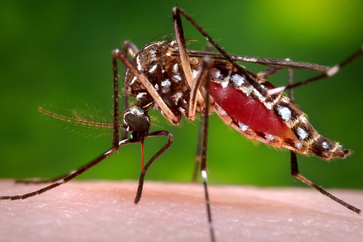 Florida Faces Largest Dengue Outbreak in Decades, Spurring Emergency Measures
