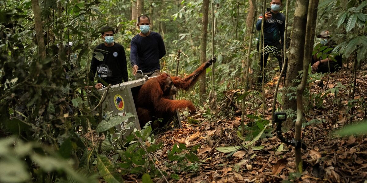 Eight Orangutans Released Back Into Wild After Borneo Wildfires