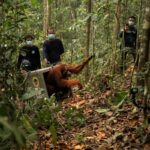 Eight Orangutans Released Back Into Wild After Borneo Wildfires