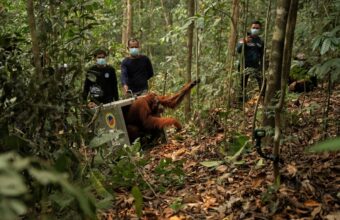 Eight Orangutans Released Back Into Wild After Borneo Wildfires